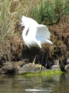 aigrette garzette
